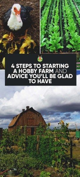 4 Steps to Starting a Hobby Farm and Advice You’ll Be Glad to Have Starting A Farm, Homestead Farm, Farm Layout, Homesteading Skills, Future Farms, Hobby Farm, Urban Homesteading, Mini Farm, Backyard Farming