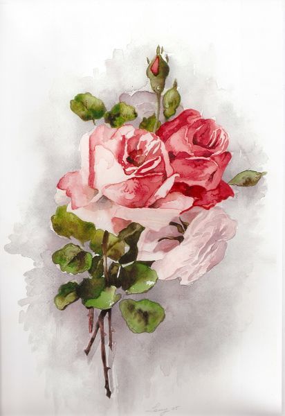 Photo Rose, Marjolein Bastin, Cabbage Roses, China Painting, Rose Art, Rose Painting, Arte Floral, Vintage Roses, Botanical Illustration