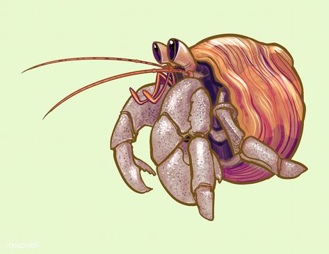 Little cute hermit crab illustration | free image by rawpixel.com Hermit Crab Illustration, Hermit Crab Drawing, Cute Hermit Crab, Crab Clipart, Crab Drawing, Crab Cartoon, Watermelon Illustration, Crab Illustration, Crab Painting