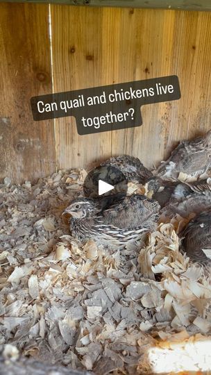 6.7K views · 227 reactions | Can We Have Neighbors…

This question arises a lot, and you may be surprised by the answer. 

Yes and No…

For the most part, the answer is no, because:

1) Size—Quail is much smaller than chickens and often will get picked on. 

2) Space—Quail can’t free range, like outside running around the yard. So, if you let the chickens out, you must ensure the quail doesn’t get out, too. 

3) Coop—Quail doesn’t go into a coop at night like chickens. They find a cozy place and go to sleep. 

4) Nesting Box—Quail don’t use nesting boxes and lay their eggs where they want to, leading to chickens eating or stepping on them. 

Now you may be thinking, how can the answer also be yes?

Well, you could put your quail hutch in your chicken run if you have one, and here are some Quail And Chickens Together, Quail Hutch, Quail Coop, Chicken Eating, Chicken Run, Live Together, Nesting Box, Chicken Runs, Chicken Livers