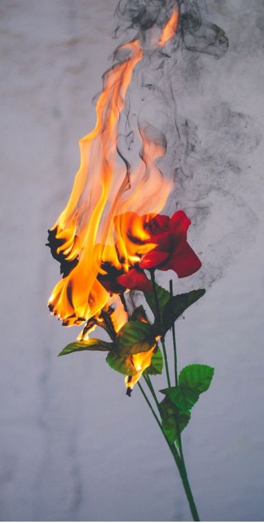 fire in bloom Fotografi Urban, Have Inspiration, Tumblr Wallpaper, Aesthetic Iphone Wallpaper, Photo Backgrounds, On Fire, Red Rose, Iphone Background, Belle Photo