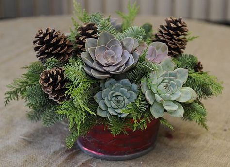 Unusual Centerpieces, Winter Arrangements, Succulent Garden Design, Succulent Centerpieces, Christmas Flower Arrangements, Unique Christmas Trees, Succulent Gardening, Christmas Arrangements, Succulent Arrangements