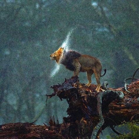 Lions of Tanzania (Serengeti, Ngorongoro and others) Beautiful Dogs Photos, Fallen Tree, Dream Photography, Male Lion, Wildlife Photographer, Jungle Animal, Wildlife Photos, Big Guy, Animals Images