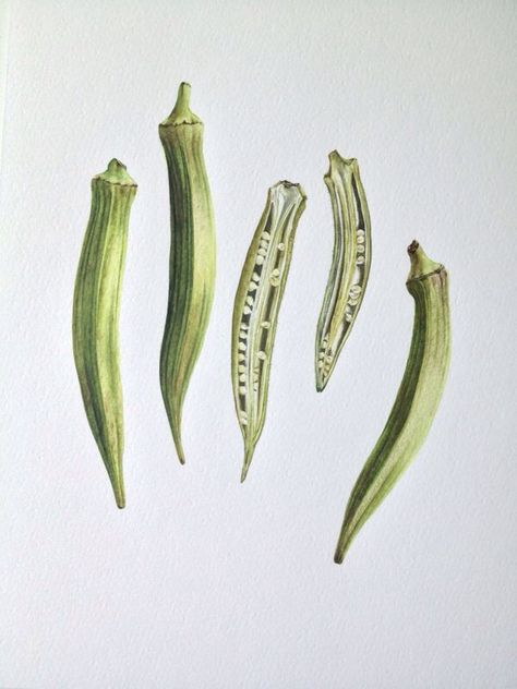 Botanical painting watercolour okra Okra Tattoo, Okra Illustration, Okra Painting, Okra Drawing, Illustration Colored Pencil, Pencil Drawing Techniques, Art Cook, Colored Pencil Drawing Techniques, Vegetable Drawing