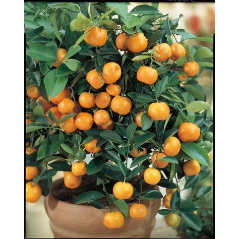 Calamondin Orange Tree Vegetable Garden Tips, Apartment Plants, Garden Vines, Patio Plants, Citrus Trees, Small White Flowers, Ornamental Trees, Orange Tree, Fruit Plants