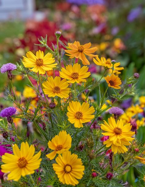 Top 10 Flowers for a Thriving Chaos Garden That Blooms All Season Long | Bigger Garden Blooming Perennials, Long Blooming Perennials, 10 Flowers, Big Garden, Fall Plants, Flower Tops, Perennials, Top 10, Plants