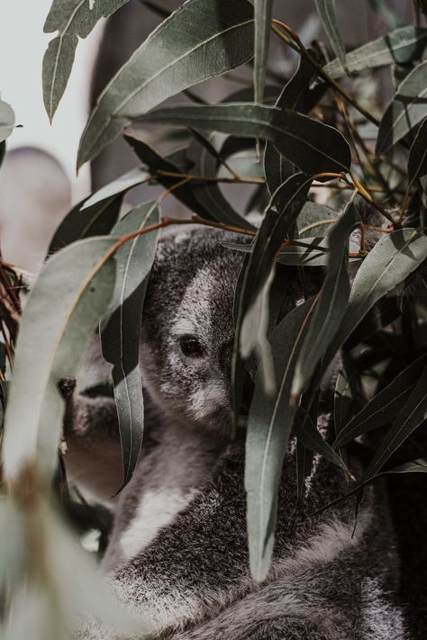 Koala Wallpaper, Aerial Beach Photography, Australia Pictures, Iphone Wallpaper Cat, Koala Baby, Screen Saver, Wallpaper Free Download, Funny Animal Pictures, Koala Bear