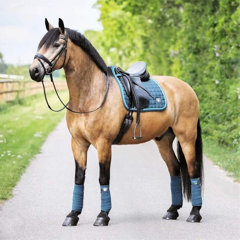 Buckskin Horse Tack Color, Horse Riding Aesthetic, Horse Markings, Horse Riding Outfit, Beautiful Horse Pictures, Horse Inspiration, Horse Riding Clothes, Horse Fashion, Dream Horse