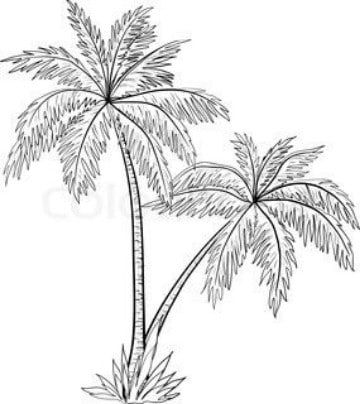 palmeras para dibujar realistas Palm Tree Drawing, Tree Sketches, Tree Drawing, Black And White Drawing, Beautiful Tree, Tree Art, Tree Painting, Palm Tree, Drawing Sketches