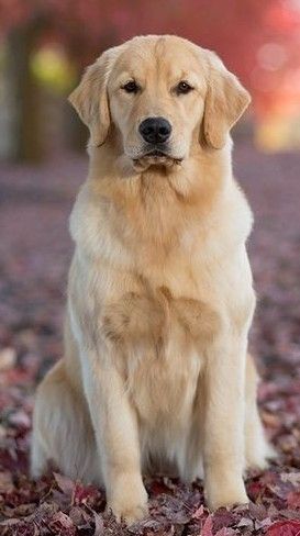 Golden Labrador, Golden Dog, Sweet Dogs, Boyfriend Pictures, Dog Portraits, Dog Art, Cute Baby Animals, Golden Retriever, Labrador