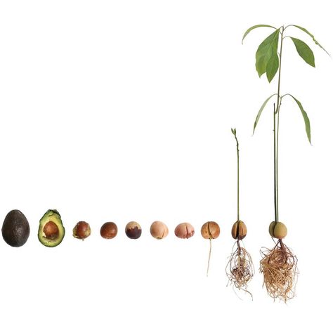 Propagating Avocado Seed, Avocado Seed Growing How To, Plant An Avocado Seed, Avocado Grow, Grow Avocado From Seed, Avocado Vase, Grow Avocado From Pit, Avocado Growing, Avocado Plant From Seed