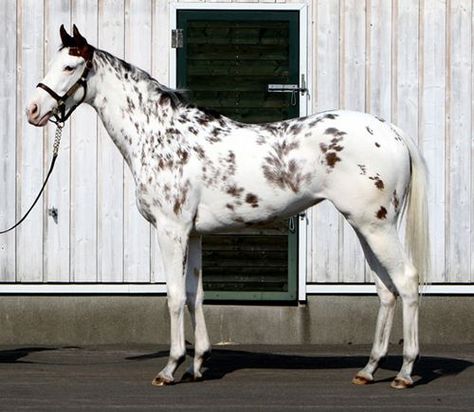 Buchiko gorgeous colored race horse in Japan pure bred thoroughbred Horse Face Markings, Horse Markings, King Kamehameha, Horse Coats, Pinto Horse, Race Horse, Quarter Horses, Most Beautiful Horses, Appaloosa Horses