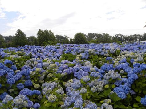 Amazing field of Hydrangeas taken off "Hydrangea" page on Facebook. Hydrangea Field, Love Garden, Hydrangea Flower, Flower Field, Hydrangea, Favorite Places, Plants, Flowers