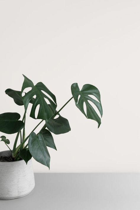 Minimalist botanical stock photo by Moyo Studio — Minimalism | Simple aesthetic, Plant aesthetic, Minimalist photos Interiors Minimalist, Studio Minimalist, Kitchen Cabinets Models, Easy Indoor Plants, Growing Herbs Indoors, Details Aesthetic, Kitchen Ornaments, Minimalist Inspiration, Minimal Photo