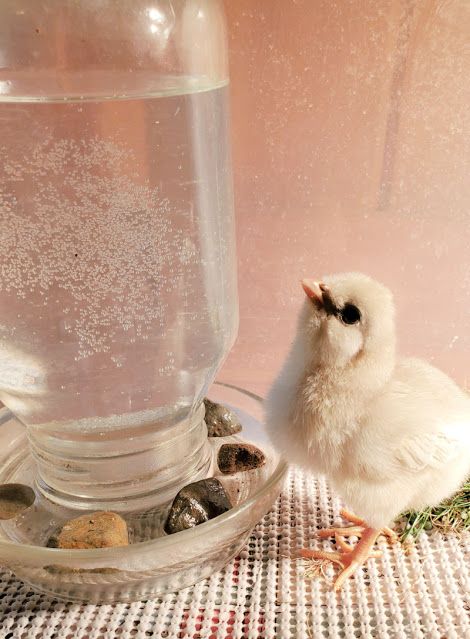 Beginners Guide to Raising Baby Chicks - Fresh Eggs Daily® Diy Chick Waterer, Baby Chick Brooder, Chicken Waterer Diy, Raising Baby Chicks, Yard Chickens, Baby Chicks Raising, Backyard Animals, Raising Chicks, Chicken Waterer