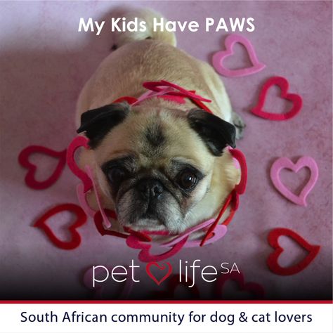 Dog Meme: My Kids Have PAWS. Mother's Day. Petlife SA - A South African community for dog and cat lovers Pug Valentine, Pugs Dog, Chihuahua Mom, Pugs And Kisses, Pug Mom, Love Is Not, Holiday Costumes, Cute Pugs, Free Dogs