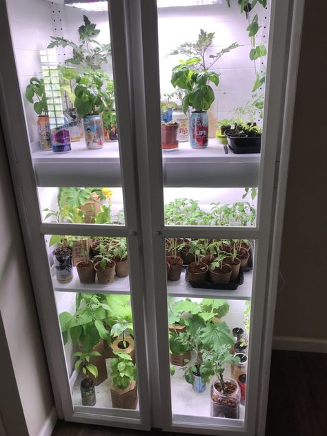 Plant Cabinet, Taking Care Of Succulents, Greenhouse Diy, Led Plant Lights, Portable Greenhouse, Greenhouse Ideas, Build A Greenhouse, Indoor Greenhouse, Greenhouse Interiors