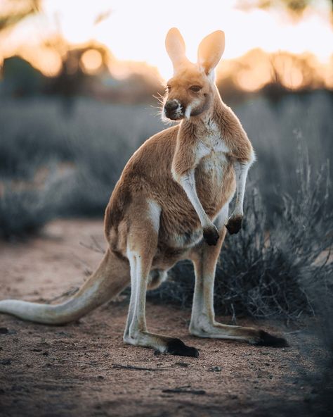 Australian Outback Animals, Aussie Outback, Kangaroo Art, Aussie Animals, Fav Animal, Moon Board, Elephant Shrew, Australian Fauna, Australia Kangaroo