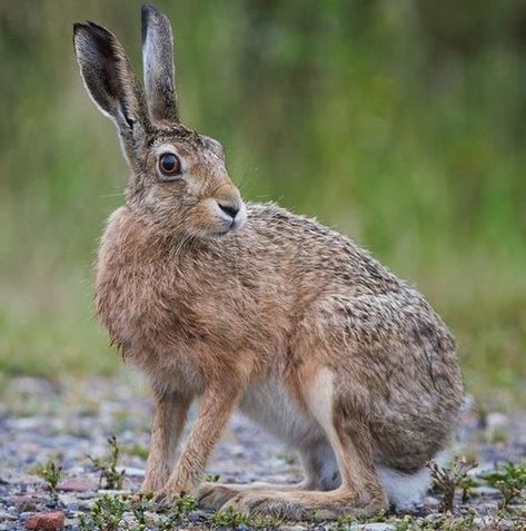 Hare Reference, Fathers Day Art, Arte Doodle, Scary Wallpaper, Rabbit Painting, Jack Rabbit, Water Animals, Year Of The Rabbit, British Wildlife