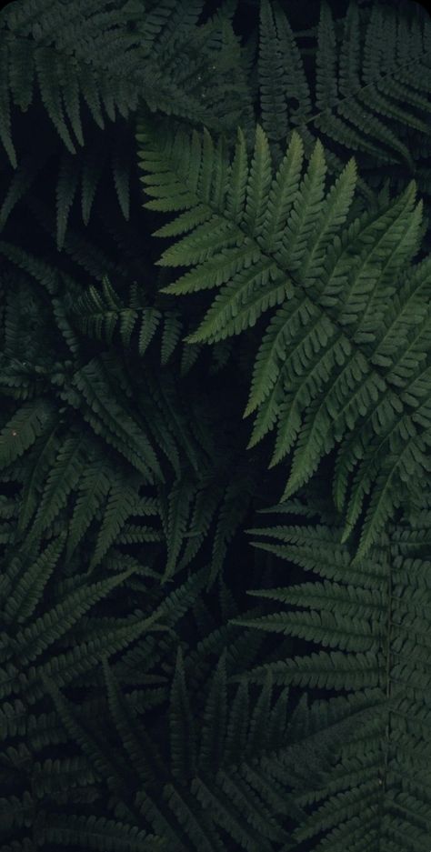 Dark Green Plants Wallpaper, Botanical Wallpaper Iphone, Leaves Wallpaper Iphone, Fern Wallpaper, 4k Wallpaper Iphone, Palm Leaf Wallpaper, Leaf Photography, Dark Green Aesthetic, Abstract Face Art