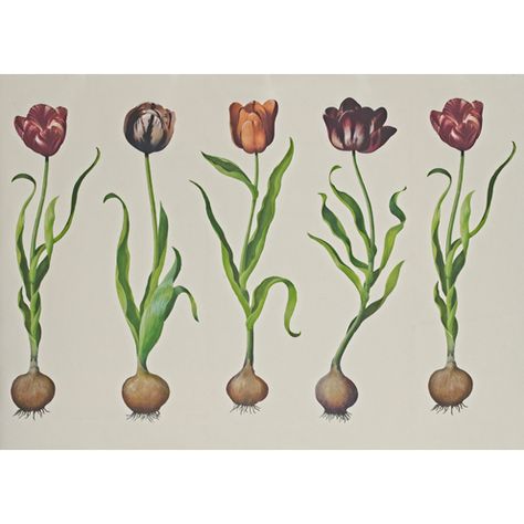 Tulips - 310 | Kravet Vintage Tulips, Tulips Wallpaper, Andrew Martin, Modern Vintage Decor, Mind The Gap, Wallpaper Direct, Fabric Houses, Pierre Frey, Cole And Son