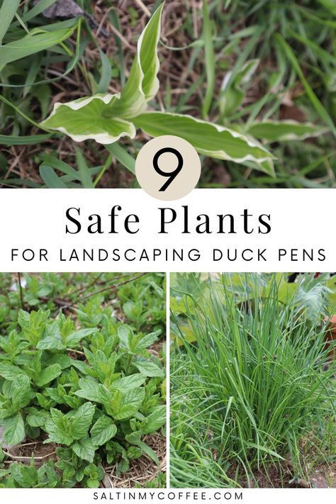 Need landscaping ideas for your duck pen? These sturdy and non-toxic perennials for duck runs are great for adding shade, beauty, and even food to your ducks’ environment! Not all plants stand up to the heavy attention that penned ducks can give to greenery. And not all common landscaping plants are safe for ducks to eat. This list helps take the guesswork out of some of the best go-to plants for adding green ground cover to your duck yard. Best Ducks For Eggs, Duck Bedding Ideas, Plants For Duck Pen, Duck Area In Backyard, Duck Entertainment Ideas, Plants For Quail Pen, What Can Ducks Eat, Duck Pond Plants, Duck Garden Ideas