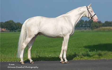 Trakehner Horse, Perlino Horse, Cremello Horse, Ahal Teke, Kathiyawadi Horse, Woman Riding Horse, Photo Facts, Warmblood Horses, Marwari Horses