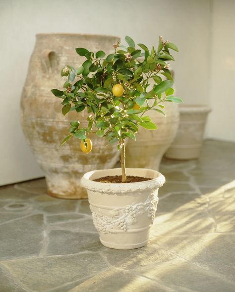 The Indoor Lemon Tree That’s Changed My Days (and Dinners!) at Home | Vogue Lemon Tree Potted, Indoor Lemon Tree, Meyer Lemon Tree, Dinner At Home, Lavender Plant, Citrus Trees, Bedroom Plants, Potted Trees, Low Maintenance Plants