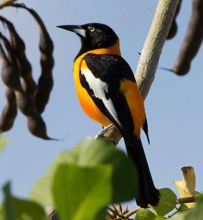 Venezuelan troupial Venezuelan Troupial, Spider Sona, Birds, Animals, Leon, Nature