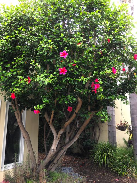 Hibiscus Tree Landscaping, Hibiscus Bush Landscaping, Hibiscus Garden Landscaping, Hibiscus Landscaping Ideas, Hibiscus Landscaping, California Gardening, Hibiscus Bush, Driveway Fence, Hibiscus Garden