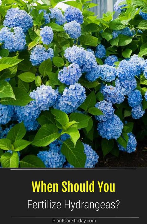 When should you fertilize Hydrangea plants? Hydrangeas are popular plants loved for their beautiful colors and ability to thrive in shade or sun. We share details on the when of fertilizing Hydrangeas. Sun Loving Hydrangea, How To Fertilize Hydrangeas, When To Plant Hydrangeas In Ground, How To Care For Hydrangeas, Best Hydrangeas For Full Sun, Planting Hydrangeas In Ground, Fertilizer For Hostas, Best Fertilizer For Hydrangeas, Hydrangea And Hostas Landscaping