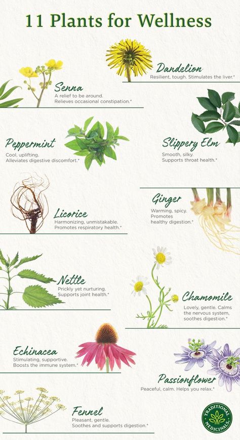 Herbal Tea Garden, Wild Food Foraging, Herbal Remedies Recipes, Medicinal Herbs Garden, Medical Herbs, Healing Tea, Magic Herbs, Herbal Plants, Herbal Apothecary