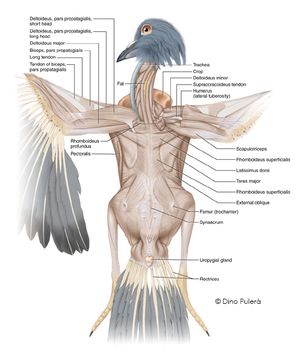 Pigeon Anatomy, Avian Anatomy, Zoo Veterinarian, Wing Anatomy, Bird Anatomy, Scientific Drawing, Veterinary Science, Horse Anatomy, Wings Drawing