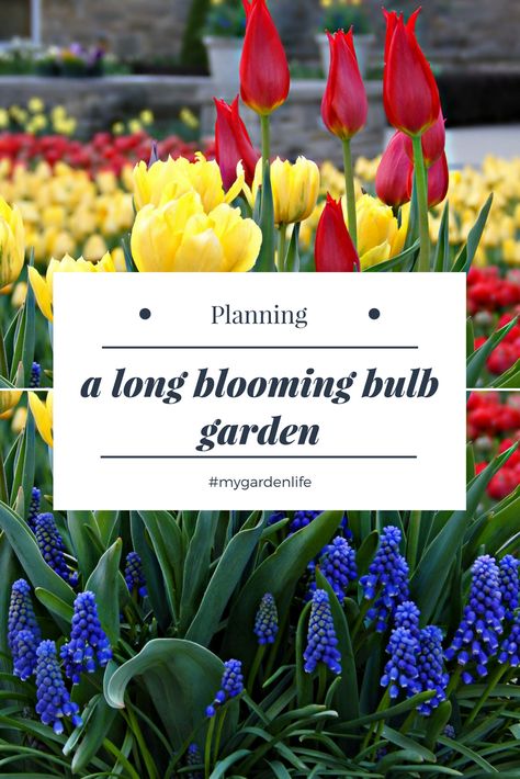 Bulb Layout Garden, Bulb Landscaping Ideas, Spring Bulb Meadow, Layering Bulbs In Garden, Bulb Blooming Chart, 3 Season Bulb Garden, Bulb Garden Plan, Bulb Layering Gardens, Bulb Flower Bed Design