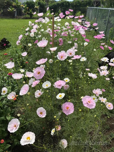 Pink And White Garden, Cupcake Cosmos, Pink Flowers Garden, Cosmos In Garden, Pink Flower Garden, Cosmos Cupcake Blush, Cosmos Garden, Cosmos In Landscape, Cupcake Blush Cosmos