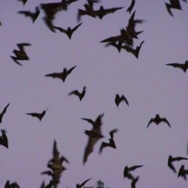 Bats purple and black background pattern wallpaper gothic dark Teen Vampire Aesthetic, Mythical Garden, Skam Austin, Arte Occulta, Daphne Blake, Stephanie Brown, Sebastian Michaelis, Flock Of Birds, Halloween Tags