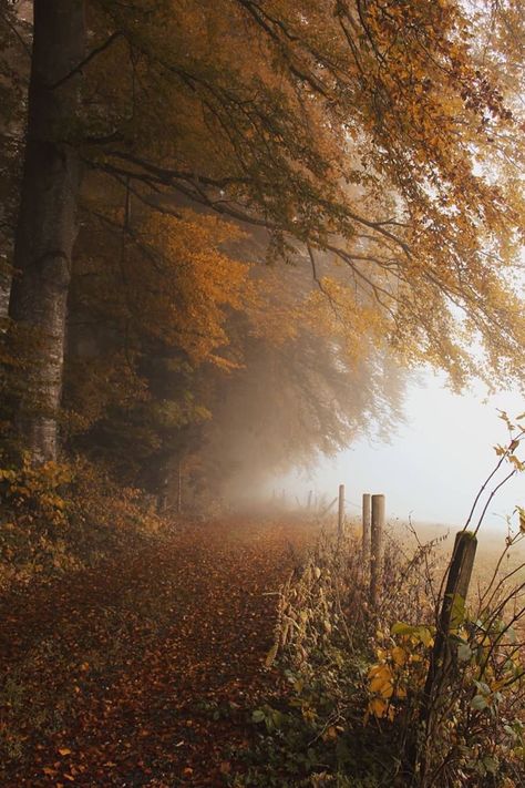 view forest fog Let Things Go, Dreamy Photography, Autumn Scenery, Falling Leaves, Autumn Beauty, Autumn Landscape, English Countryside, Autumn Aesthetic, Fall Wallpaper