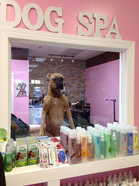 Puppy Store Ideas, Pink Grooming Salon, Dog Grooming Garage Ideas, Pink Dog Grooming Salon, Pet Grooming Salon Ideas Design Spas, Dog Spa Ideas, Dog Grooming Aesthetic, Dog Groomer Aesthetic, Dog Salon Ideas Interior Design