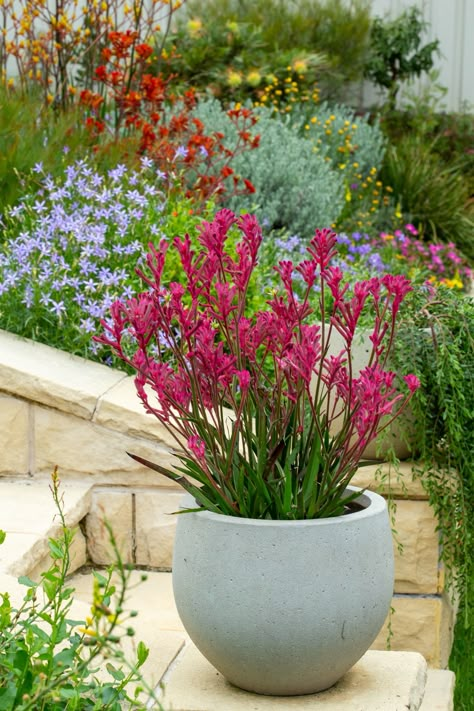 An Australian native cottage garden- The Botanical Planet Australian Native Gardens Coastal, Australian Natives And Succulents, Australian Native Balcony Garden, Native Courtyard Garden, Australian Native Bush Garden, Australian Native Rock Garden, Outdoor Pot Plants Australia, Small Australian Garden, Australian Native Potted Plants