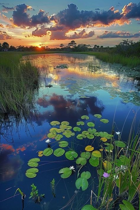 "Discover the Everglades, the River of Grass! 🌿🌊 Explore this unique ecosystem teeming with diverse wildlife and plant species. 🐊🦩 #Everglades #Nature #Wildlife" The Everglades, Nature Wildlife, Plant Species, Ecosystem, Book Aesthetic, Body Painting, The River, Beautiful World, Tampa