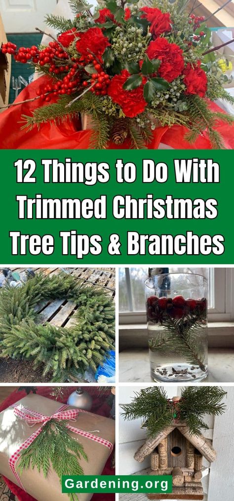 12 Things to Do With Trimmed Christmas Tree Tips & Branches Christmas Tree Tips, Christmas Tree Trimming, Tree Branch Decor, Branches Diy, Christmas Tree Branches, Real Christmas Tree, Spruce Tree, Branch Decor, Pine Branch