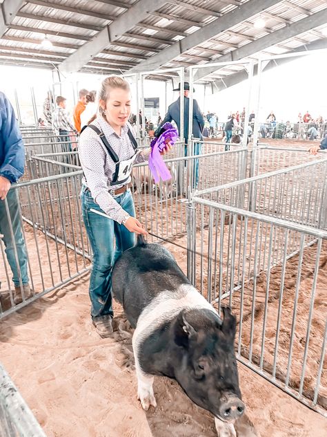 Show Pig Outfits, Livestock Show Aesthetic, Show Pig Aesthetic, Pig Show Outfits, Livestock Aesthetic, Ffa Aesthetic, 4h Pigs, Livestock Show Outfits, 4h Livestock