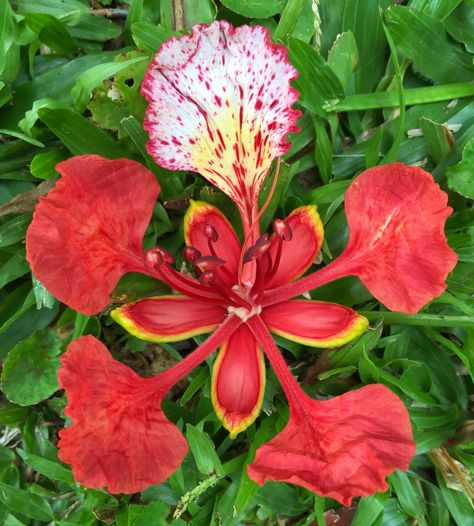 Poinciana Flower Kuranda, Qld., Australia Delonix Regia Drawing, Royal Poinciana Flower, Royal Poinciana Paintings, Poinciana Flower, Gulmohar Flowers, Pakalana Flower, Delonix Regia Flower, Gloxinia Flowers, Flamboyant Tree