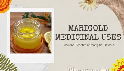 Marigold Benefits Health, Marigold Medicinal Uses, Marigold Benefits, Marigold Tea Benefits, Marigold Tincture Diy, Marigold Uses, Marigold Recipes, Marigold Tea, Tea For Digestion