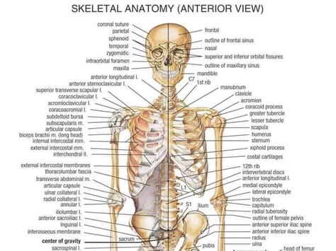 Bone Diagram, Human Body Organs Anatomy, Human Anatomy Picture, Human Body Bones, Skeletal System Anatomy, Human Body Diagram, Bone Anatomy, Human Skeletal System, Anatomy Images