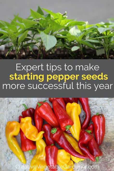 Starting peppers indoors can be a tricky part of the seed starting process. Here are 10 steps for more success. #seedstarting #seeds #gardening Vegetables Ideas, Cold Frames, Best Garden Tools, Vegetable Garden Tips, Garden Container, Planting Tips, Vegetable Garden For Beginners, Herb Gardening, Backyard Gardening