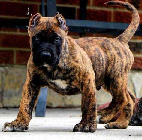 Chien Cane Corso, Mastiff Breeds, Giant Dog Breeds, Bully Breeds Dogs, Presa Canario, Cane Corso Puppies, Mastiff Puppies, Cane Corso Dog, Corso Dog