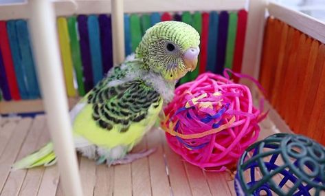 Budgie Playground and why is it Important? | Alen AxP Budgie Community Budgie Playground, Wild Budgies, Baby Budgies, Talking Toys, Balance Art, Pets 3, Parakeets, Wood Accessories, Pet Bird