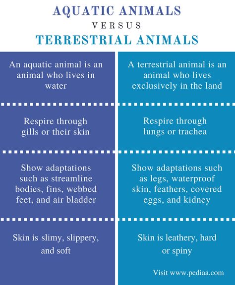 Difference Between Aquatic and Terrestrial Animals | Definition, Habitat, Adaptations, Features Animals Live In Water, Terrestrial Animals, Vertebrates And Invertebrates, Ibn Arabi, Animal Lessons, Animal Classification, School Lesson Plans, Animal Worksheets, Aquatic Ecosystem