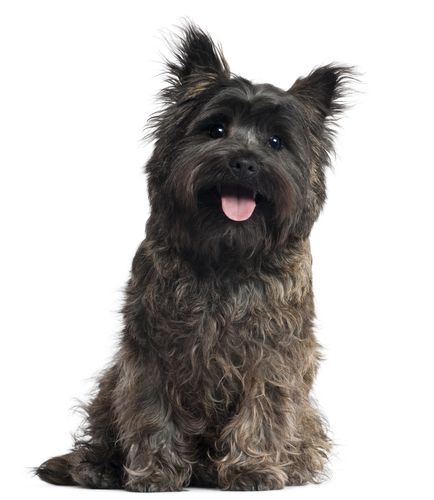 Cairn Terrier Puppies, Cairn Terriers, What Kind Of Dog, Terrier Breeds, Popular Dog Breeds, Most Popular Dog Breeds, Terrier Puppies, Kinds Of Dogs, Cairn Terrier